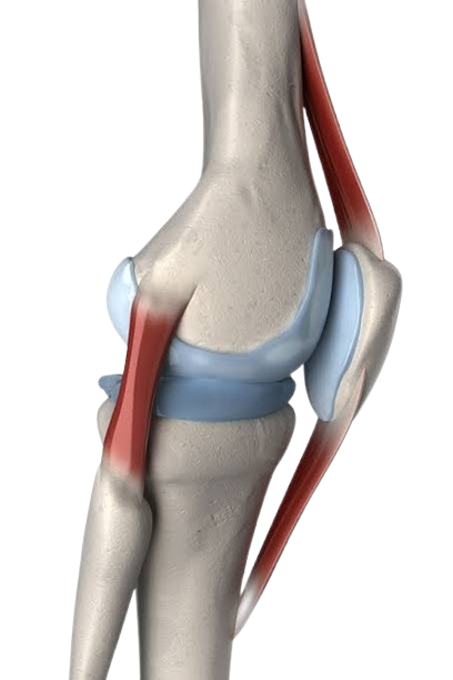 Knee Ligament injuries